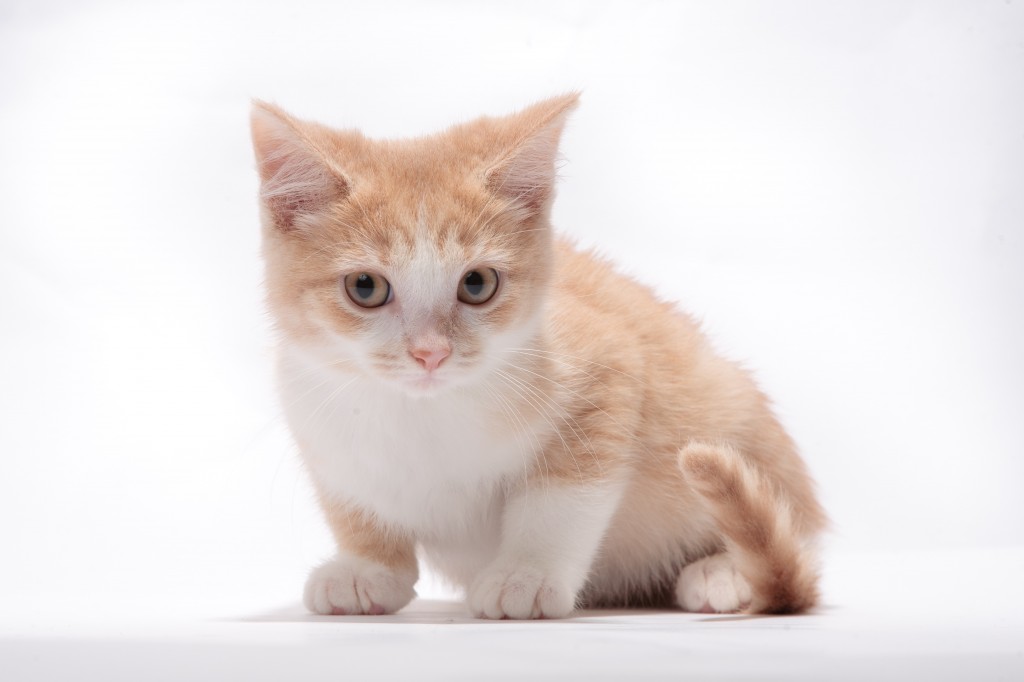 apl kittens for adoption