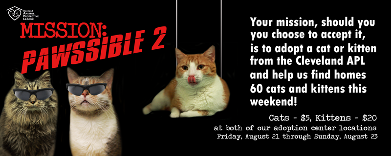 apl kittens for adoption