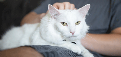 A white cat on his owner's lap
