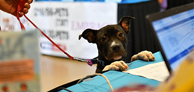 A black dog looks over table at the Dick Goddard APL Telethon
