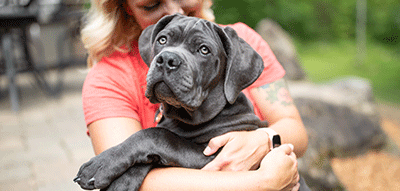 A gray mastiff puppy on her owner's lap