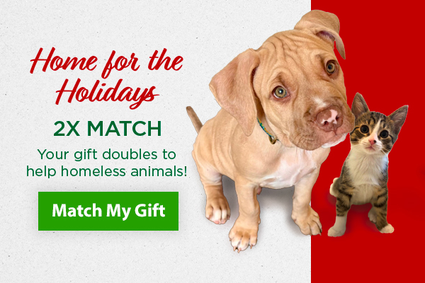 Home for the Holidays